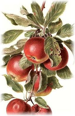 applescrop (253x391, 53Kb)