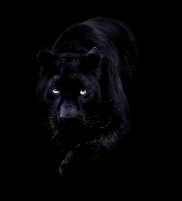 black_panther12 (631x700, 24Kb)