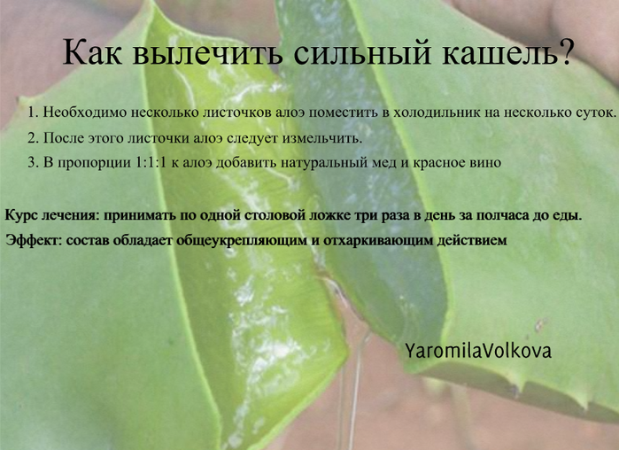 6 действенных народных средств против кашля - 21 марта, Статьи «Кубань 24»