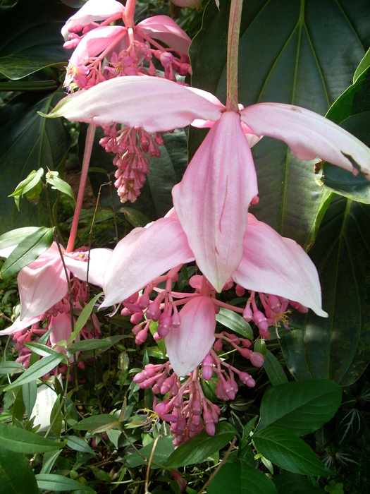 DSCN3521 (525x700, 272Kb)