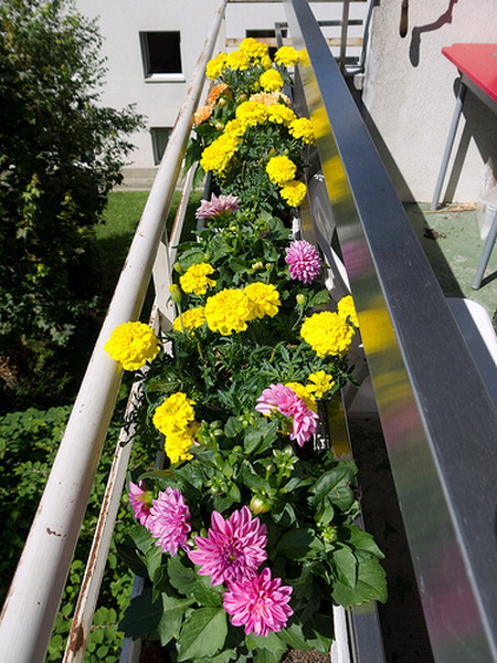 4497432_flowersonbalconyrailing43 (450x600, 121Kb)