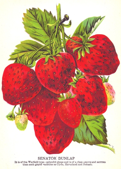 strawberrysenatordunlap (503x700, 277Kb)