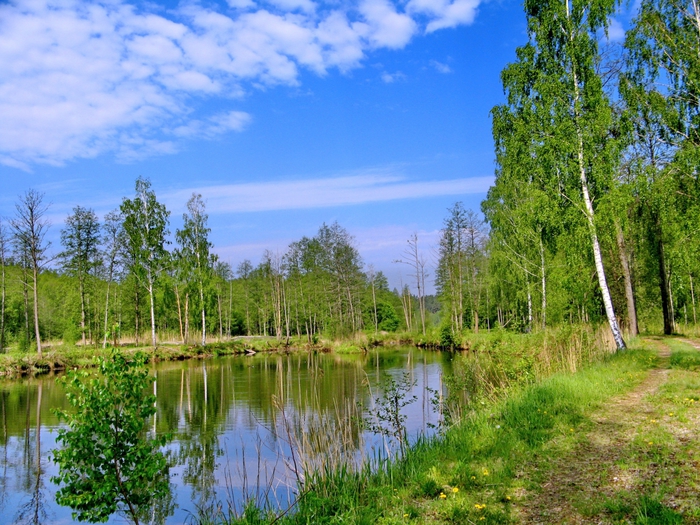 Картинки май лес