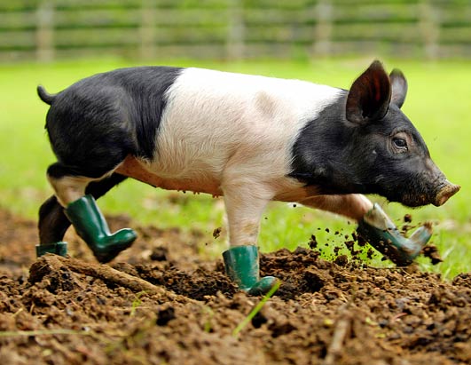 rpy_pig_in_boots_080611_ssh (531x411, 45Kb)