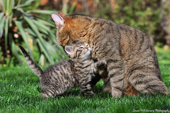 http://img1.liveinternet.ru/images/attach/c/8/101/171/101171217_mother_s_day_by_zoranphotod64zibp.jpg