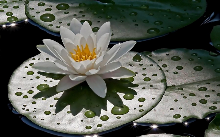 4741801_1909238 (700x437, 216Kb)