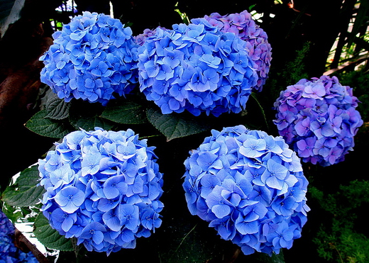 Hydrangea04 (520x371, 286Kb)