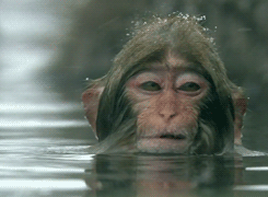 monkey-water-snow-rubbing-head-13595917752 (245x180, 920Kb)