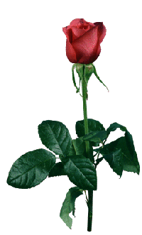 rose020su (200x331, 19Kb)