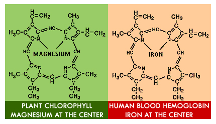 Heme-Chlorophyll (430x247, 86Kb)