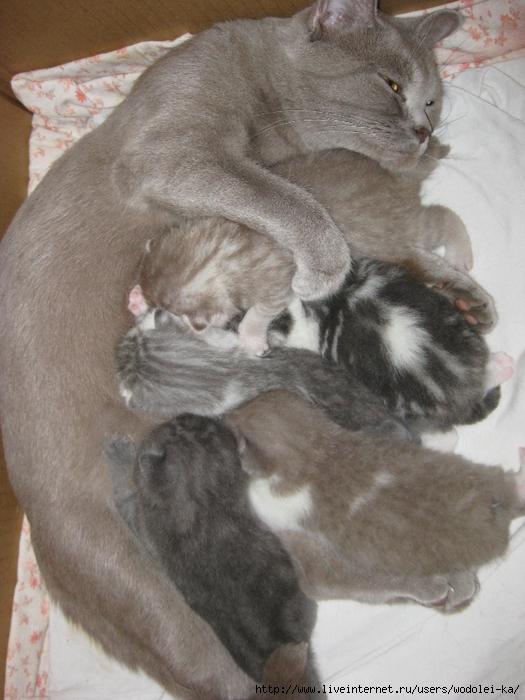 IMG_4612 (525x700, 289Kb)