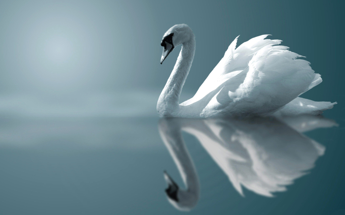 swan_6 (700x437, 163Kb)