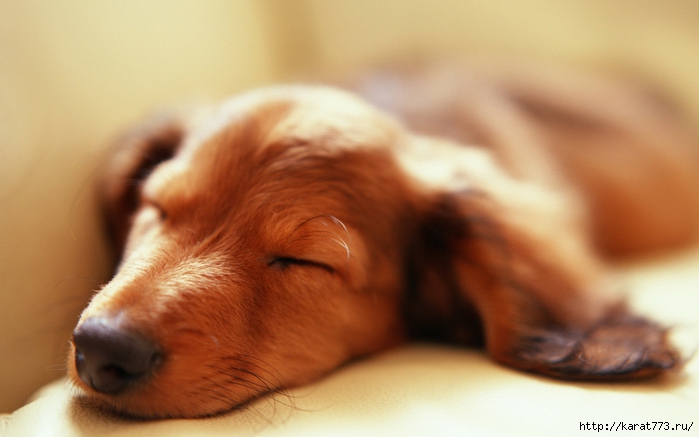 Animals___Dogs_Dogs_dream_005095_12 (700x437, 137Kb)