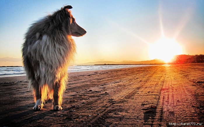 Animals_Dogs_Collie_at_sunset_027430_ (700x437, 265Kb)