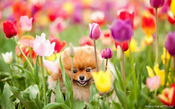 Animals_Dogs_Dog_and_tulips_034141_ (700x437, 223Kb)