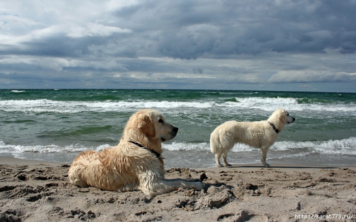 Animals_Dogs_Dogs_at_the_sea_036560_ (700x437, 267Kb)
