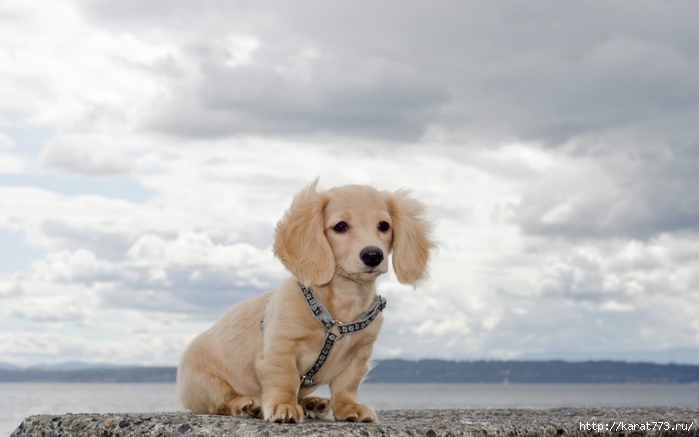 Animals_Dogs_The_puppy_on_the_bank_033811_ (700x437, 138Kb)