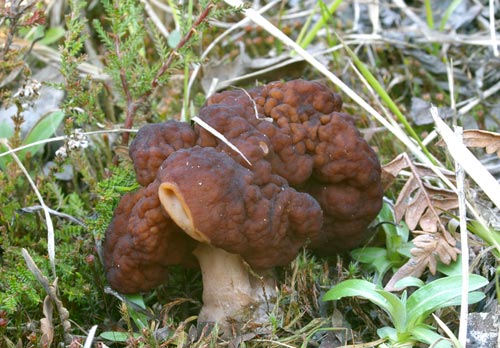 2331887_strochki_gyromitra_1_ (500x348, 53Kb)