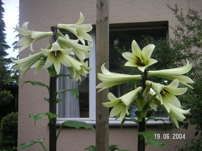 Cardiocrynum-giganteum-0894 (700x525, 476Kb)