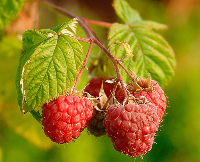 Raspberries_(Rubus_Idaeus) (450x285, 158Kb)