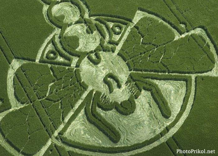 1305825637_crop_circles_photos-60 (700x500, 73Kb)