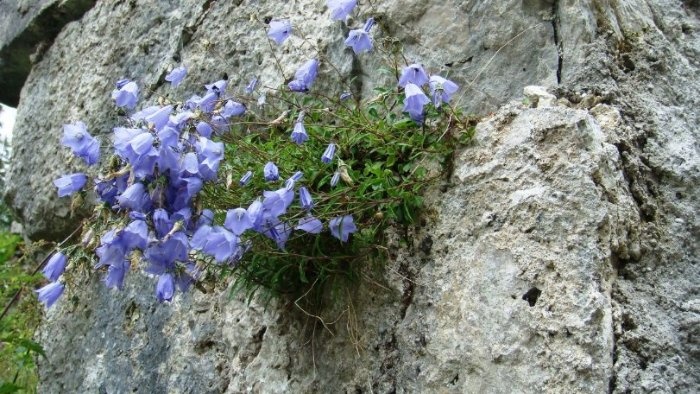 4741801_100665298_43242469421538142 (700x394, 135Kb)