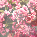 lar3ge (1) (120x120, 34Kb)