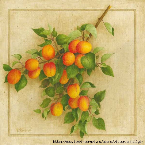 vincent-perriol-abricots-du-roussillon (473x473, 145Kb)