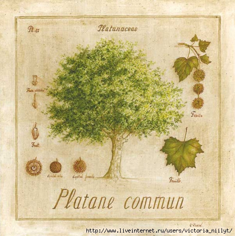 vincent-perriol-platane-commun (473x474, 171Kb)