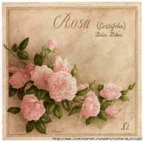 vincent-perriol-rosa-centifolia (473x467, 125Kb)