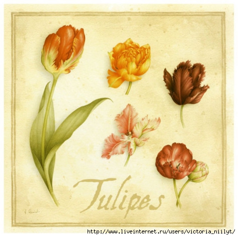 vincent-perriol-tulipes (473x471, 128Kb)