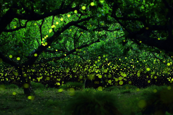 svetlyachki-17 (700x465, 174Kb)