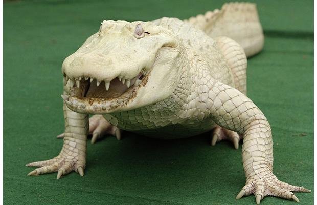 albino_alligator (620x400, 35Kb)