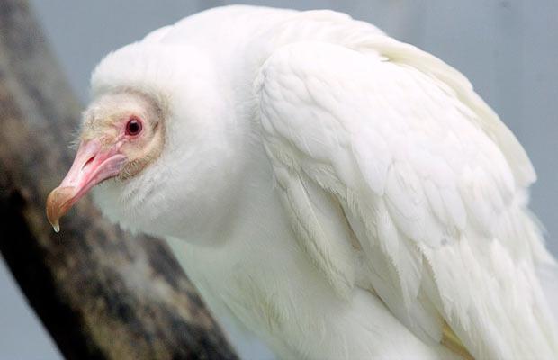 albino_black_vulture (620x400, 22Kb)