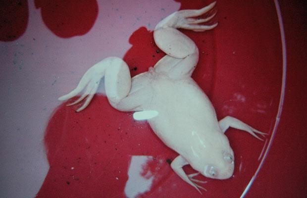 albino_frog (620x400, 25Kb)