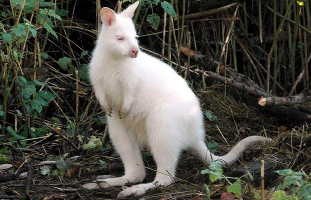 albino_bennett_kangaroo (620x400, 55Kb)