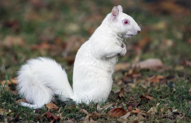 albino_squirrel (620x400, 39Kb)