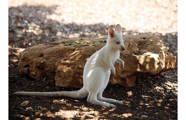 albino_wallaby (620x400, 51Kb)