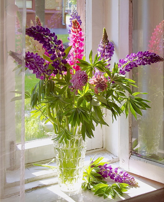 Фото цветов в вазе из реальной жизни люпин