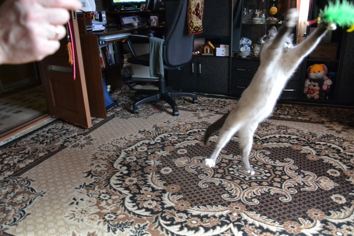 DSC_0020_  (700x466, 140Kb)