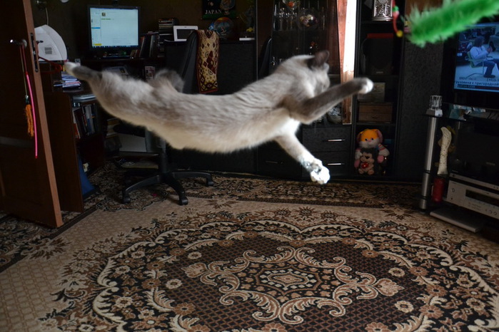 DSC_0024_  (700x466, 127Kb)