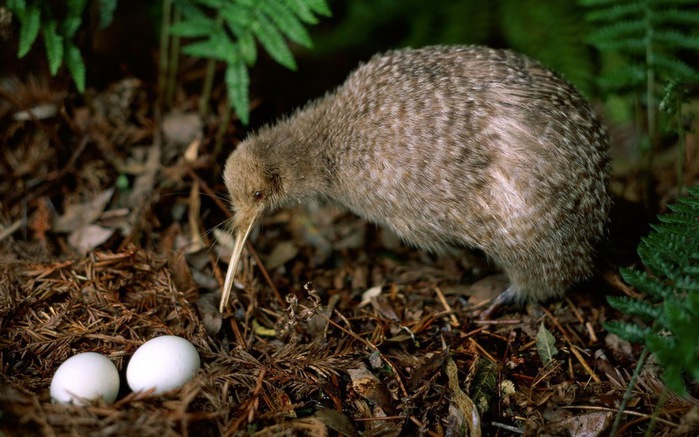 animals-birds-kiwi-bird (700x437, 115Kb)