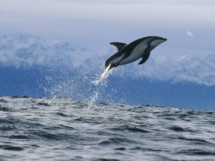 1024_Dusky Dolphin, New Zealand (700x525, 102Kb)