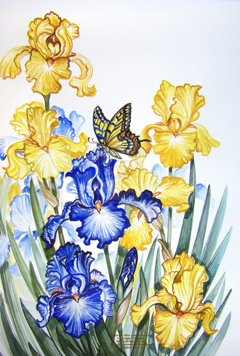 butterfly_blue_and_yellow_iris_by_houseofchabrier-d5whokq (472x700, 475Kb)
