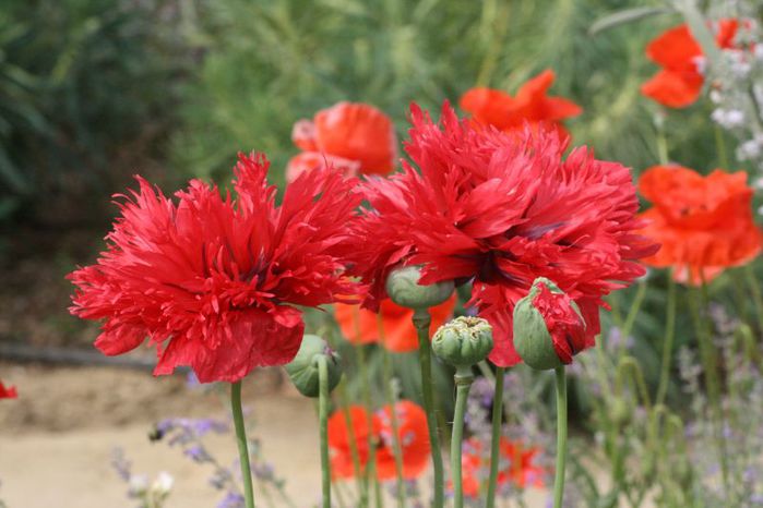 Papaver_somniferum_(Laciniatum_Group)_(1) (700x466, 50Kb)