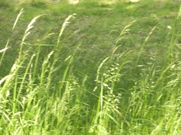 03 Juni 2013 099 (700x525, 490Kb)