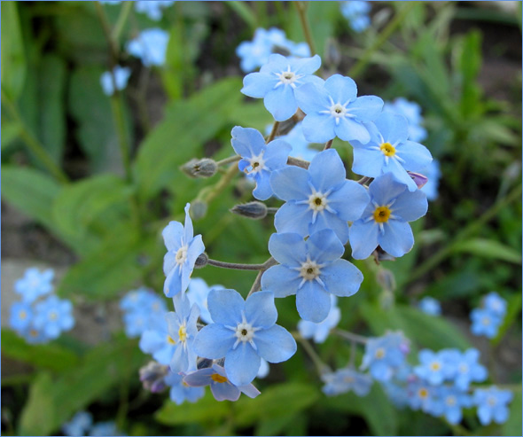 Myosotis-2 (590x493, 111Kb)