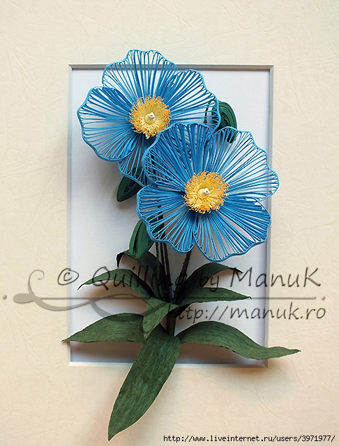 quilled-blue-poppy-meconopsis (486x640, 254Kb)