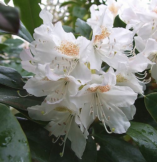 74735658_1980311_Rhododendron_Cunnighams_White (650x650, 52Kb)