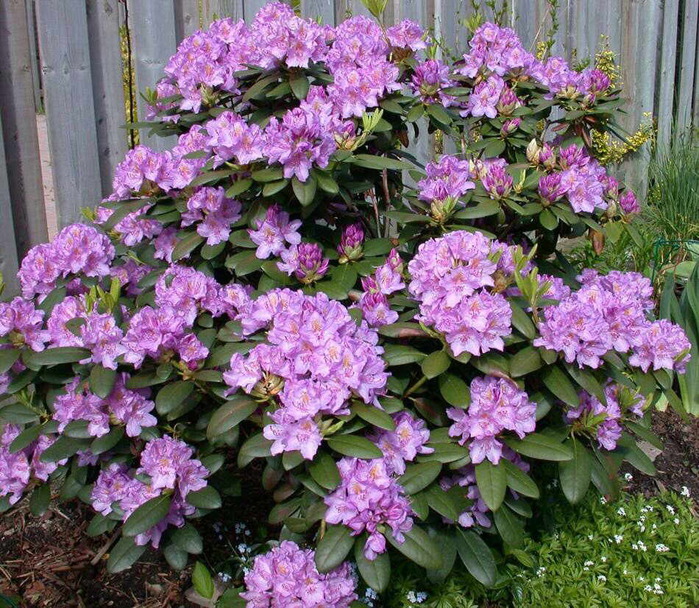 Rhododendron%20'Catawbiense%20Graniflorum (650x608, 230Kb)